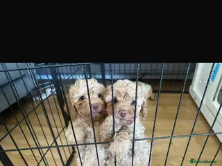 Cockapoo dogs Reduced 2 golden left ready now f1b cockapoo babys - Advert 17