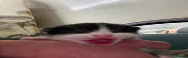 Milky Zorro
