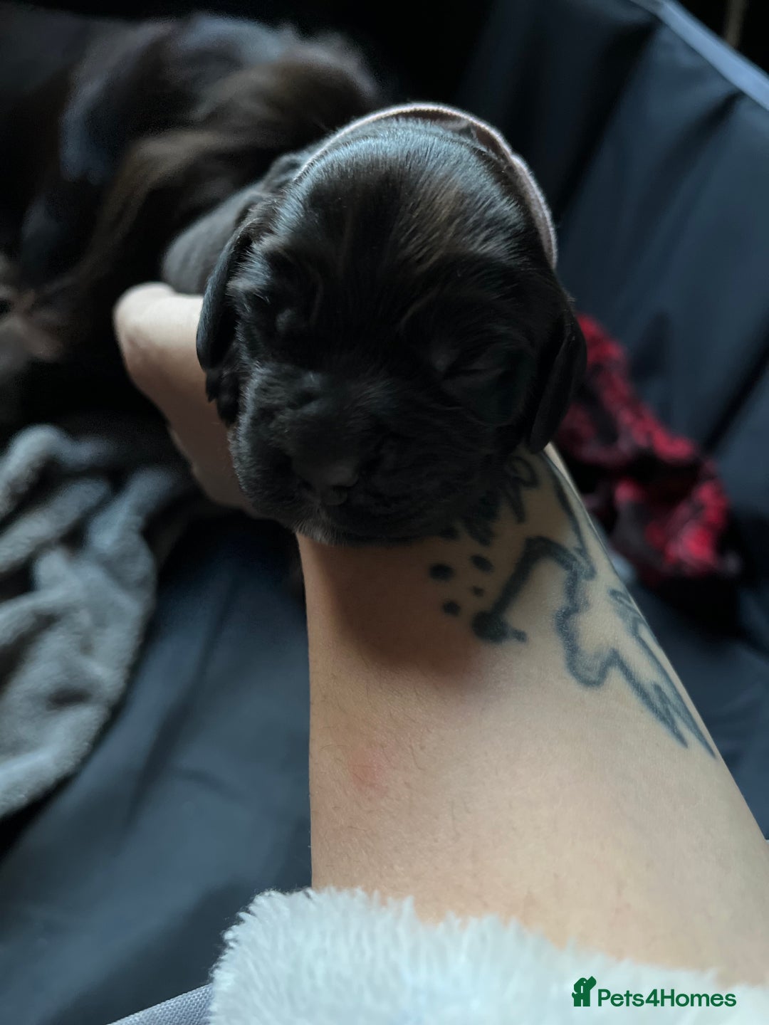 Cocker Spaniel dogs for sale: Cocker spaniels 🐶  - Advert 3