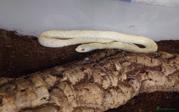 Garter Snake reptiles for sale: Group of Garter Snakes - Image 5