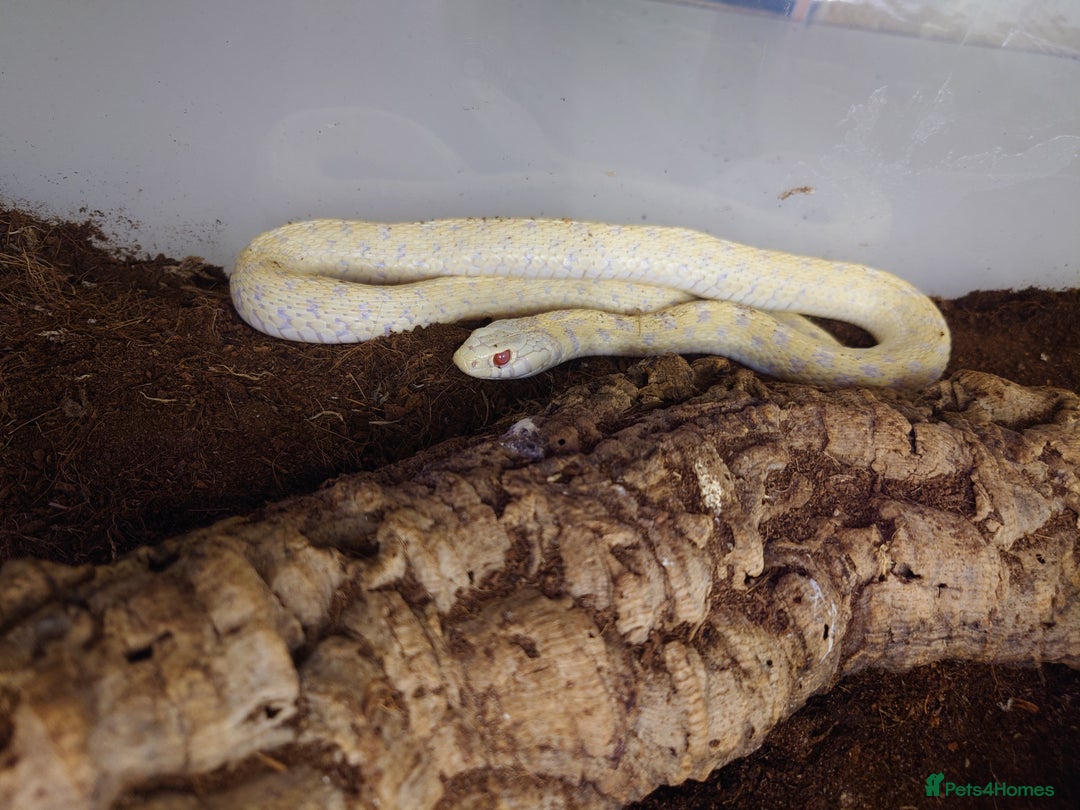 Garter Snake reptiles for sale: Group of Garter Snakes - Image 5