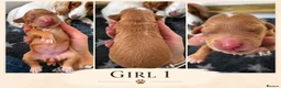 Cocker Spaniel dogs for sale: KC Working Cocker Pups - Advert 7