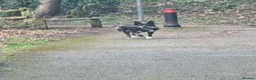 Border Collie dogs for sale: Border collie  - Advert 1