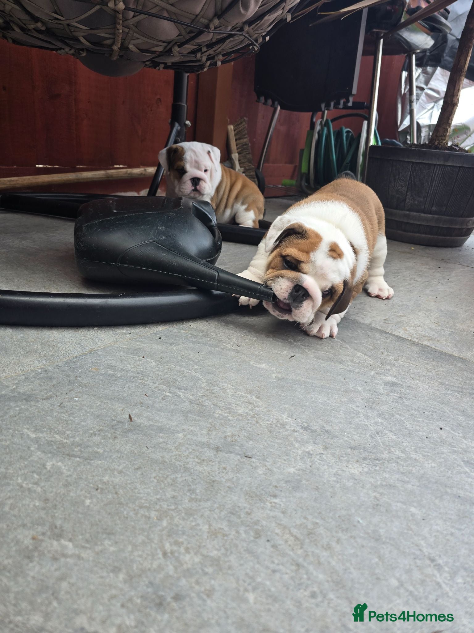 English Bulldog dogs 🐾 Beautiful KC Reg English Bulldog Puppies 🐶 - Advert 1