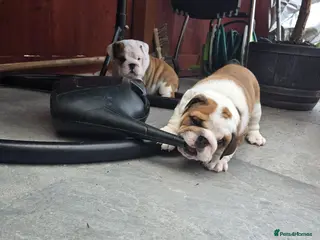 English Bulldog dogs 🐾 Beautiful KC Reg English Bulldog Puppies 🐶 - Advert 1