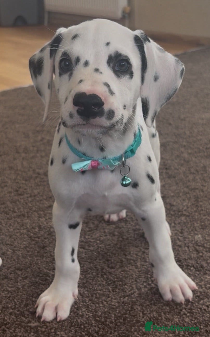 Dalmatian dogs Beautiful Dalmatian puppies ready to reserve  - Advert 2