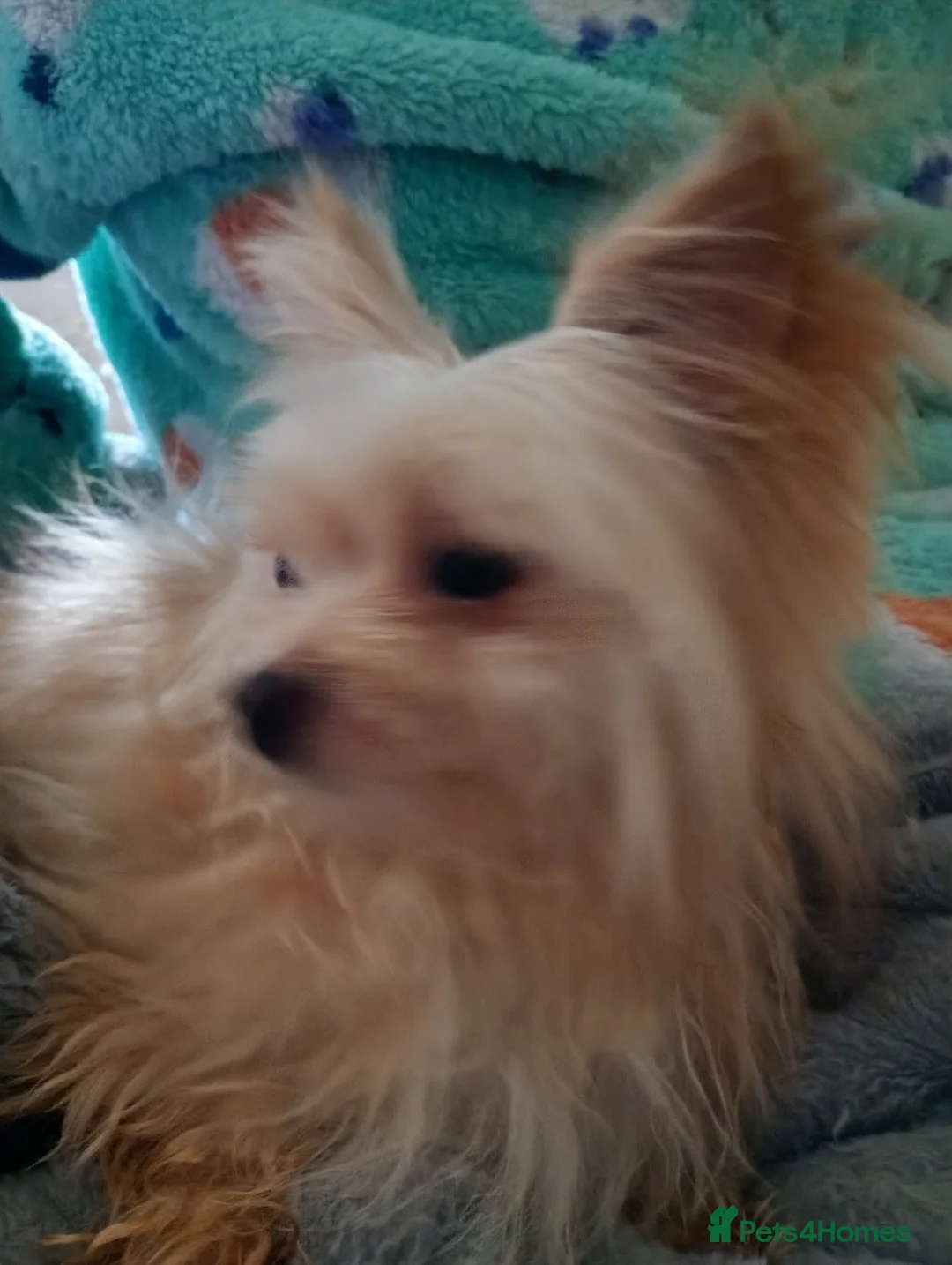 Chihuahua dogs for sale: Rehoming - Advert 5