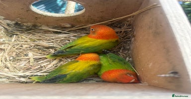 Lovebirds birds - Advert 3