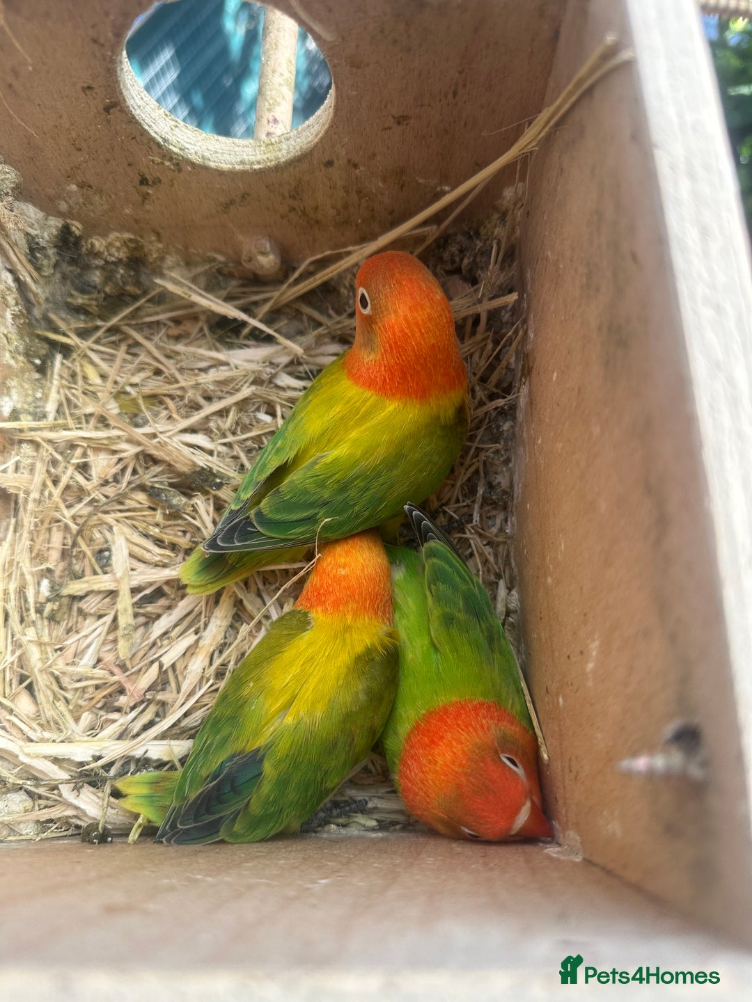 Lovebirds birds for sale: Fischer Lovebird Youngsters - Image 2