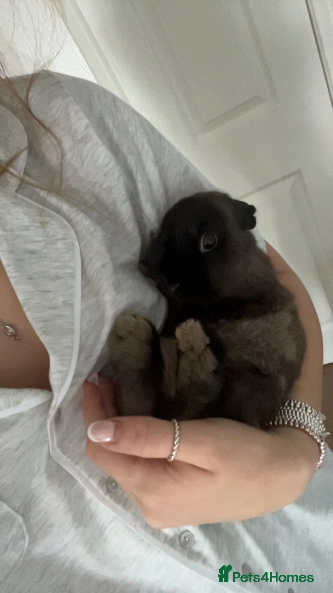 Lionhead rabbits for sale: Brown Havana Rabbit 4 months old - Advert 2