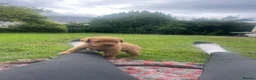 Labrador Retriever dogs for sale: Fox Red Labrador Puppies - Advert 7