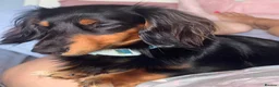 Miniature Dachshund dogs for sale: Miniature dachshund puppies - Advert 33