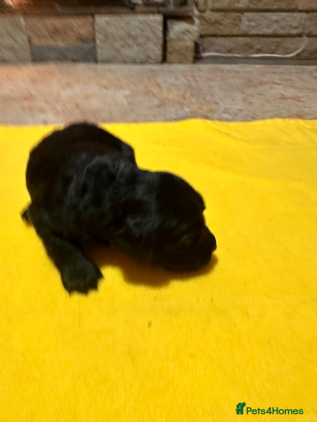Mixed Breed dogs for sale: Beautiful Labradoodle x Cocker Spaniel Puppies - Advert 8