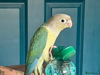 Parrots birds in Burton-on-Trent - Advert 40