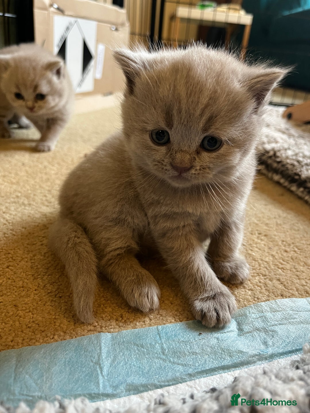 British Shorthair cats for sale: 4 beautiful lilac and blue kittens. - Advert 20