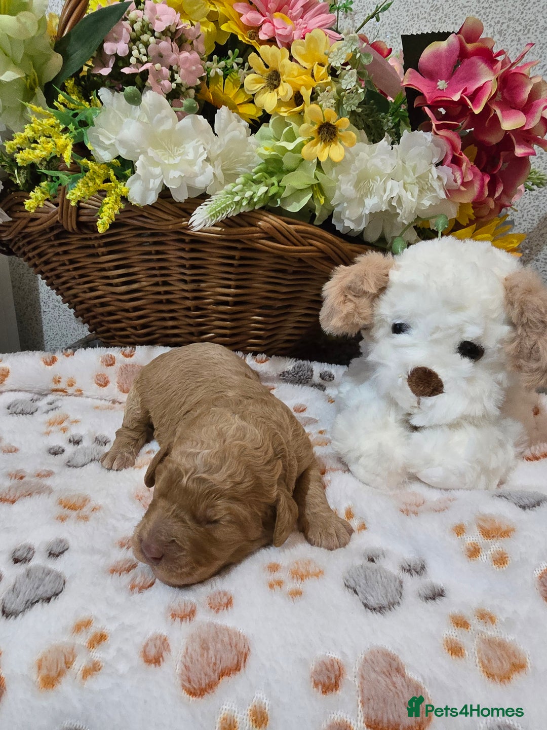 Cavapoo dogs for sale: Beautiful fully health tested cavapoo puppies  - Advert 8