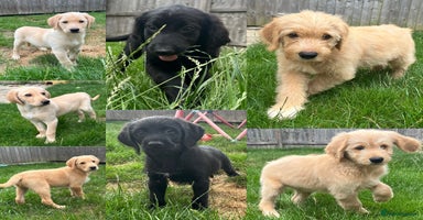 Goldendoodle dogs - Advert 15