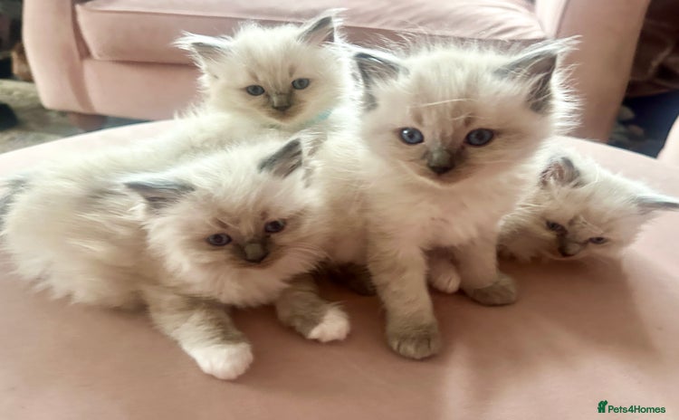 Ragdoll cats - Advert 1