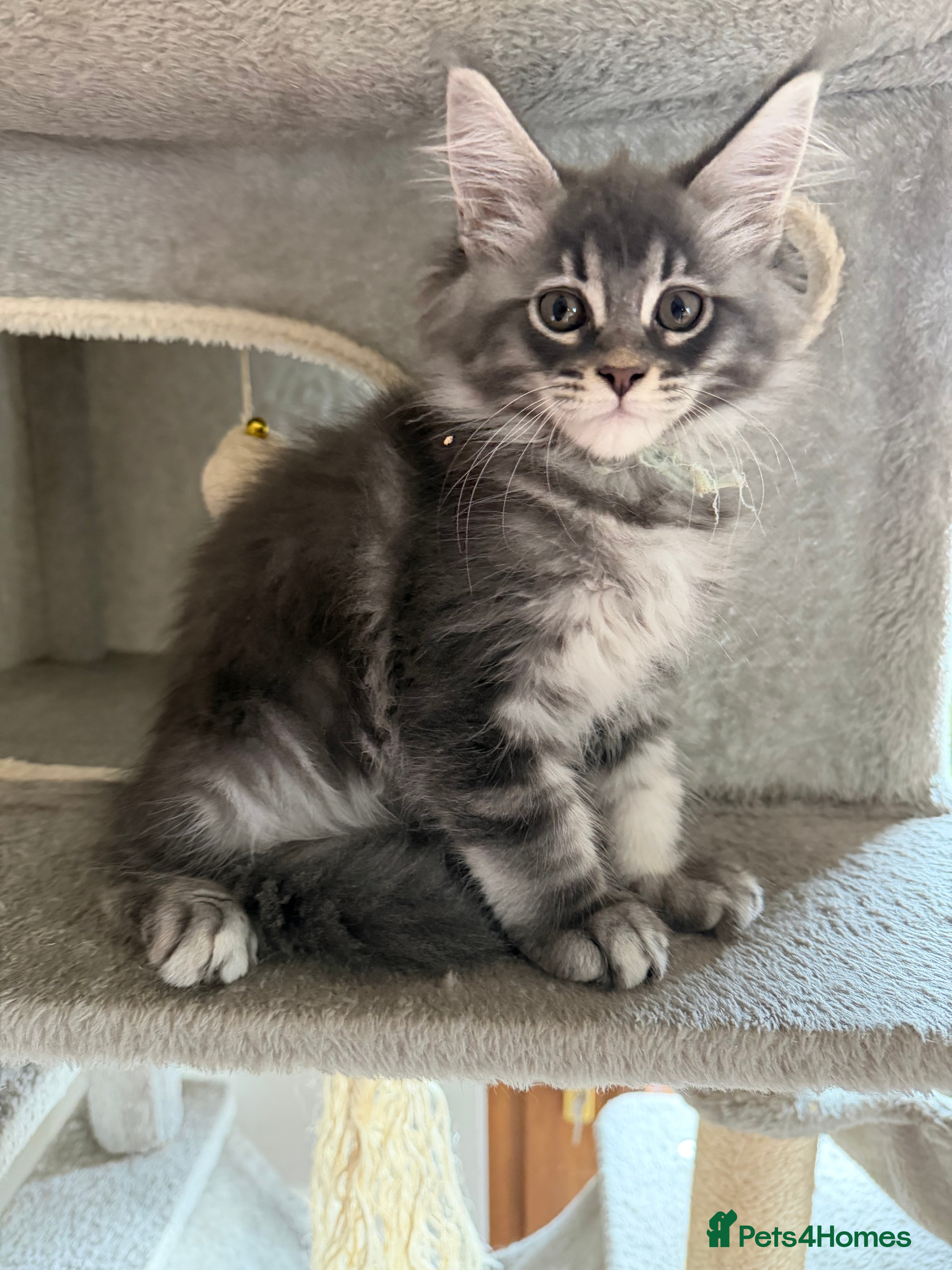 Maine Coon cats TICCA Registered MaineCoon Kittens  - Advert 2