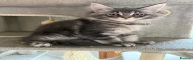 Maine Coon 7 (Aqua Collar) Classic Blue Tabby/White