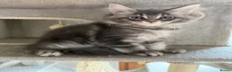 Maine Coon cats for sale: TICCA Registered MaineCoon Kittens (PetOnly) - Advert 18