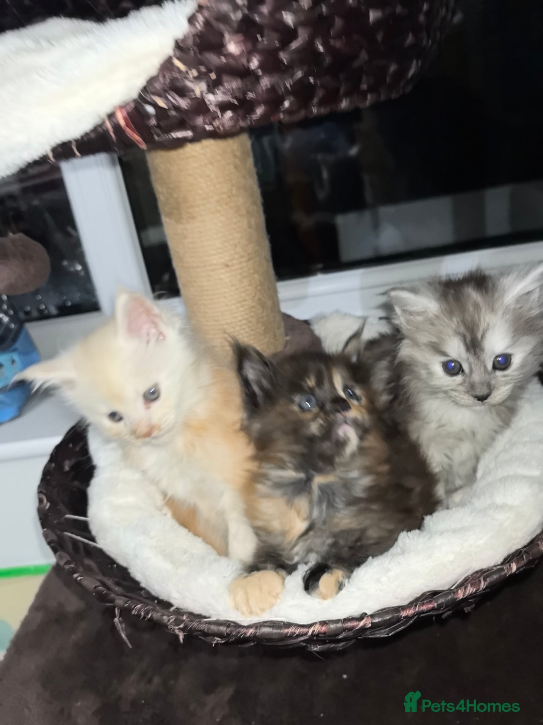 Maine Coon cats for sale: kittens Main Coon - Advert 8