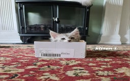 Maine Coon cats for sale: 2 MaineCoon boys - Image 7