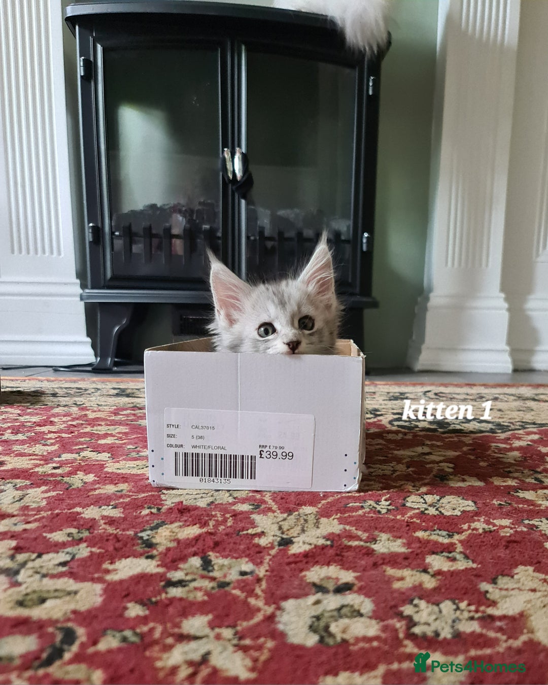 Maine Coon cats for sale: 2 MaineCoon boys - Image 7