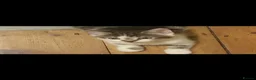 Mixed Breed cats for sale: 🩷 Tabby Kittens 🩷 - Advert 14