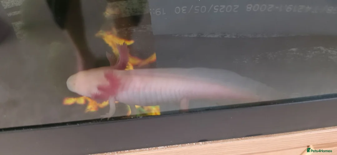 Axolotl reptiles for sale: Golden Albino Axolotl  - Advert 6