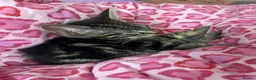 Mixed Breed cats for sale: Beautiful kitten ready to leave ASAP - Advert 3