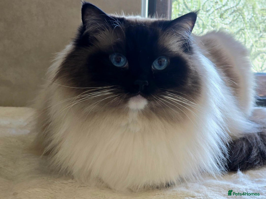Ragdoll cats for sale: Top Quality, Tica Reg Kittens from Euro / US Lines - Image 20