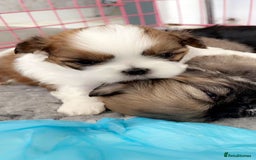 Shih Tzu dogs for stud: Kc reg shih tzu full DNA health tested in Chester-le-Street - Image 13