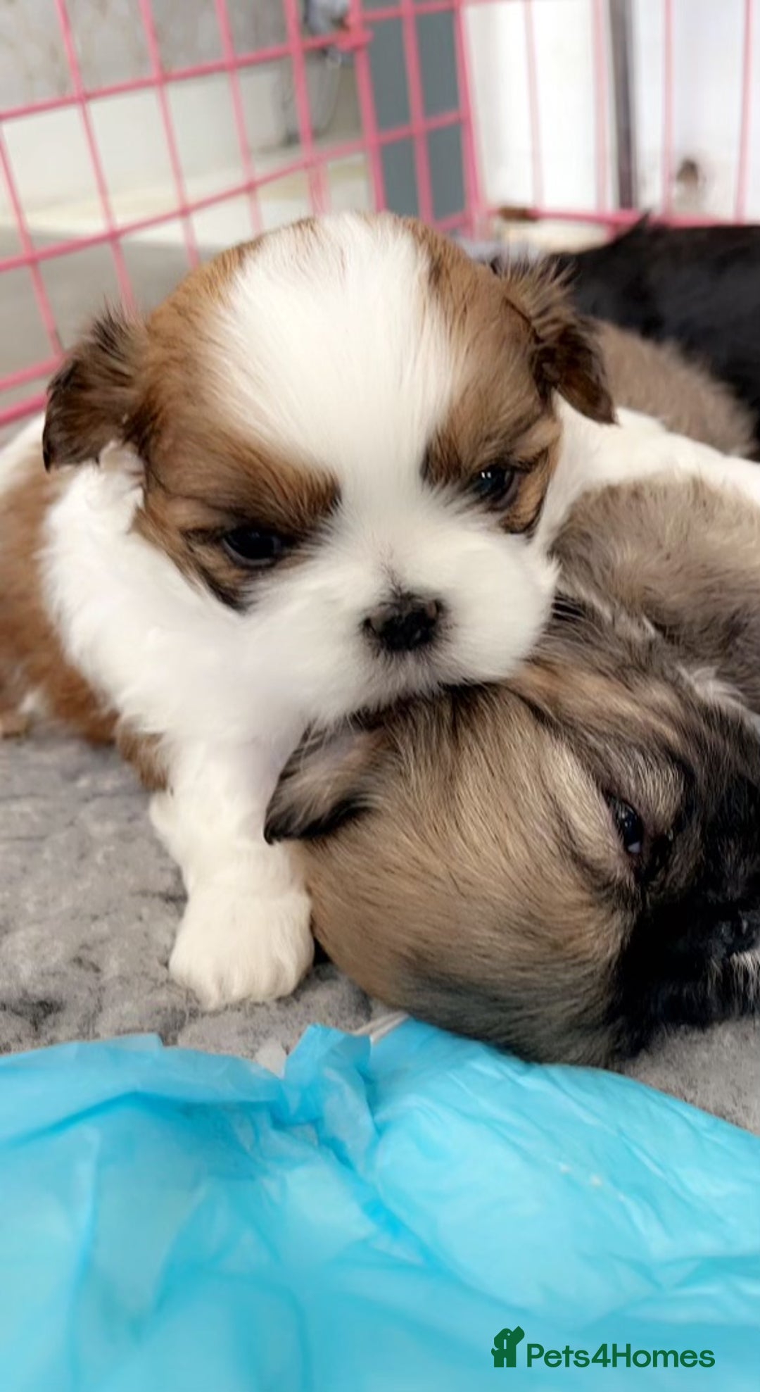 Shih Tzu dogs for stud: Kc reg shih tzu full DNA health tested in Chester-le-Street - Image 13