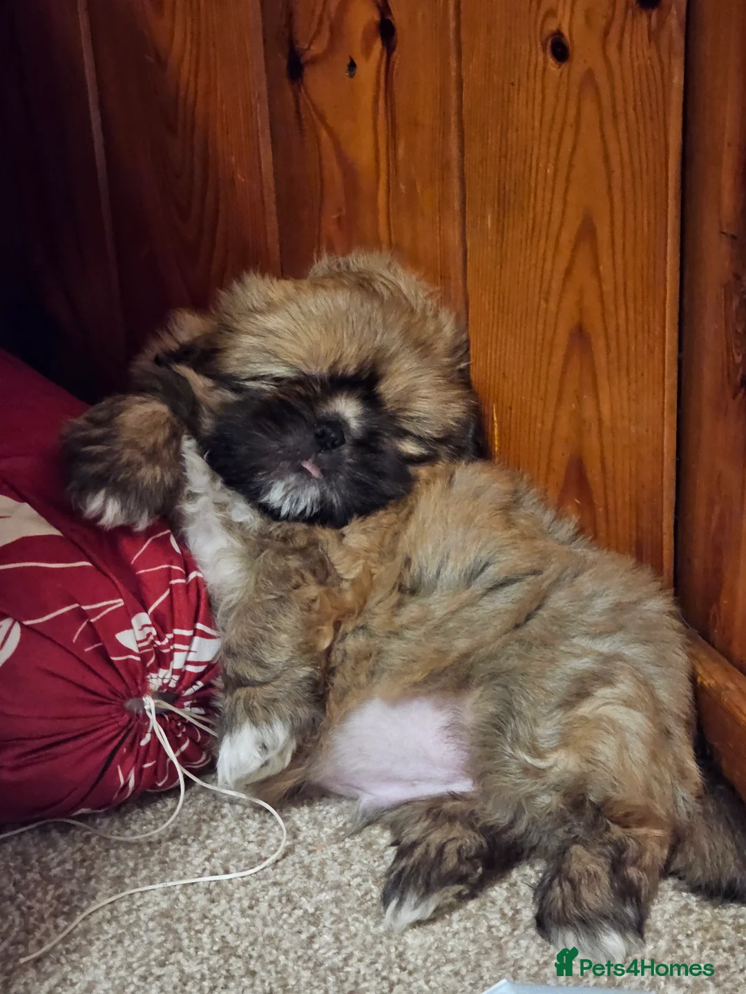 Shih Tzu dogs for sale: Shihtzu  - Advert 12