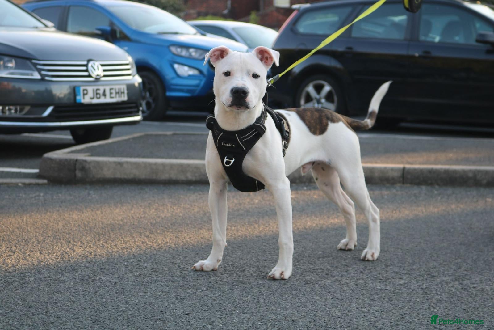 Mixed Breed dogs Male staff cross American bulldog  - Advert 4