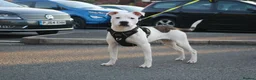 Mixed Breed dogs for sale: Male staff cross American bulldog  - Advert 1