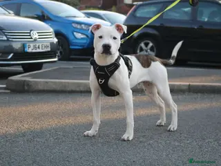 Mixed Breed dogs Male staff cross American bulldog - Advert 7