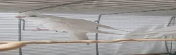 Cockatiels birds for sale: Hand reared Albino cockatiels - Advert 3