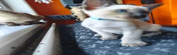 Siamese cats for sale: Gorgeous Siamese kittens!!! - Advert 19