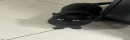 Domestic Shorthair cats for sale: Muffin  in Wolverhampton - Advert 5