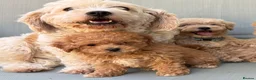 Mixed Breed dogs for sale: Rare Stunning Toy Cavapooshon Family Bred Puppies in Maidstone - Advert 7