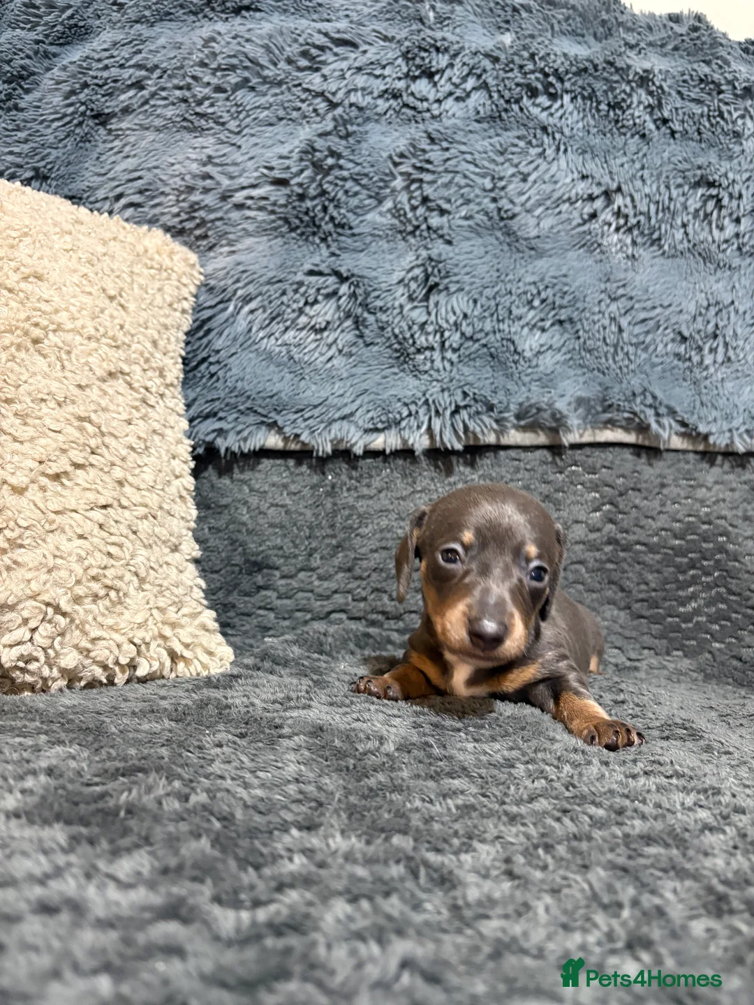 Miniature Dachshund dogs for sale: Beautiful Blue/Tan and Isabella Tan puppies. in Rushden - Advert 15