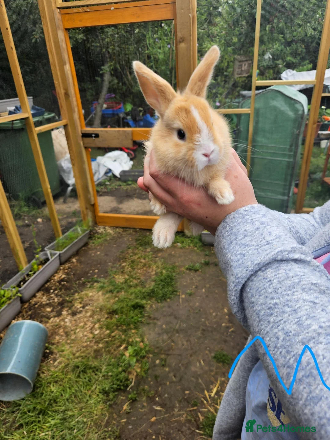 Mixed Breed rabbits for sale: Minilop x rex rabbits  - Advert 36