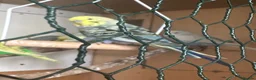 Budgerigars birds for sale: Lovely lutino pair in breeding condition and budgi - Advert 11