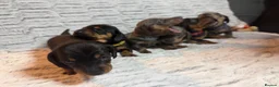 Dachshund dogs for sale: ONLY 1 DACHSHUND FEMALE LEFT DOLLY - Advert 3