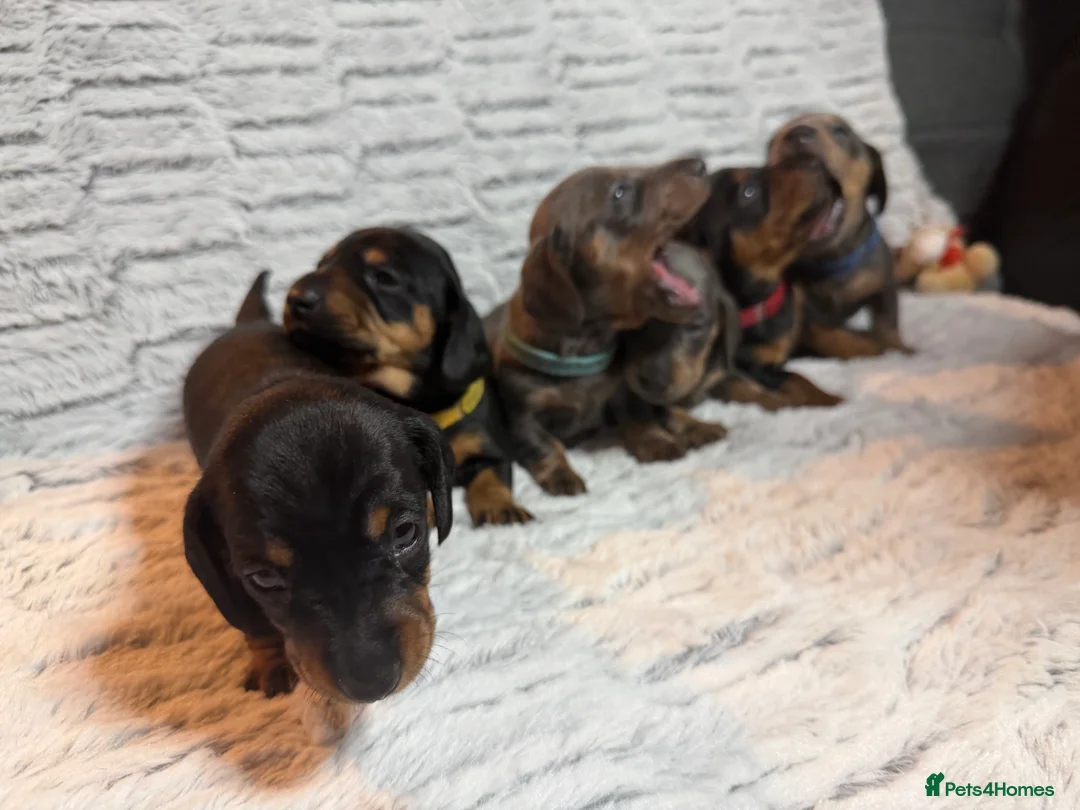 Dachshund dogs for sale: ONLY 1 DACHSHUND FEMALE LEFT DOLLY - Advert 3
