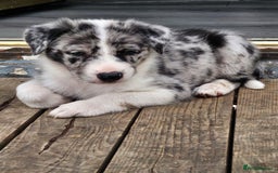 Border Collie dogs for sale: Unique blue eyed blue merle border collie puppies - Image 30