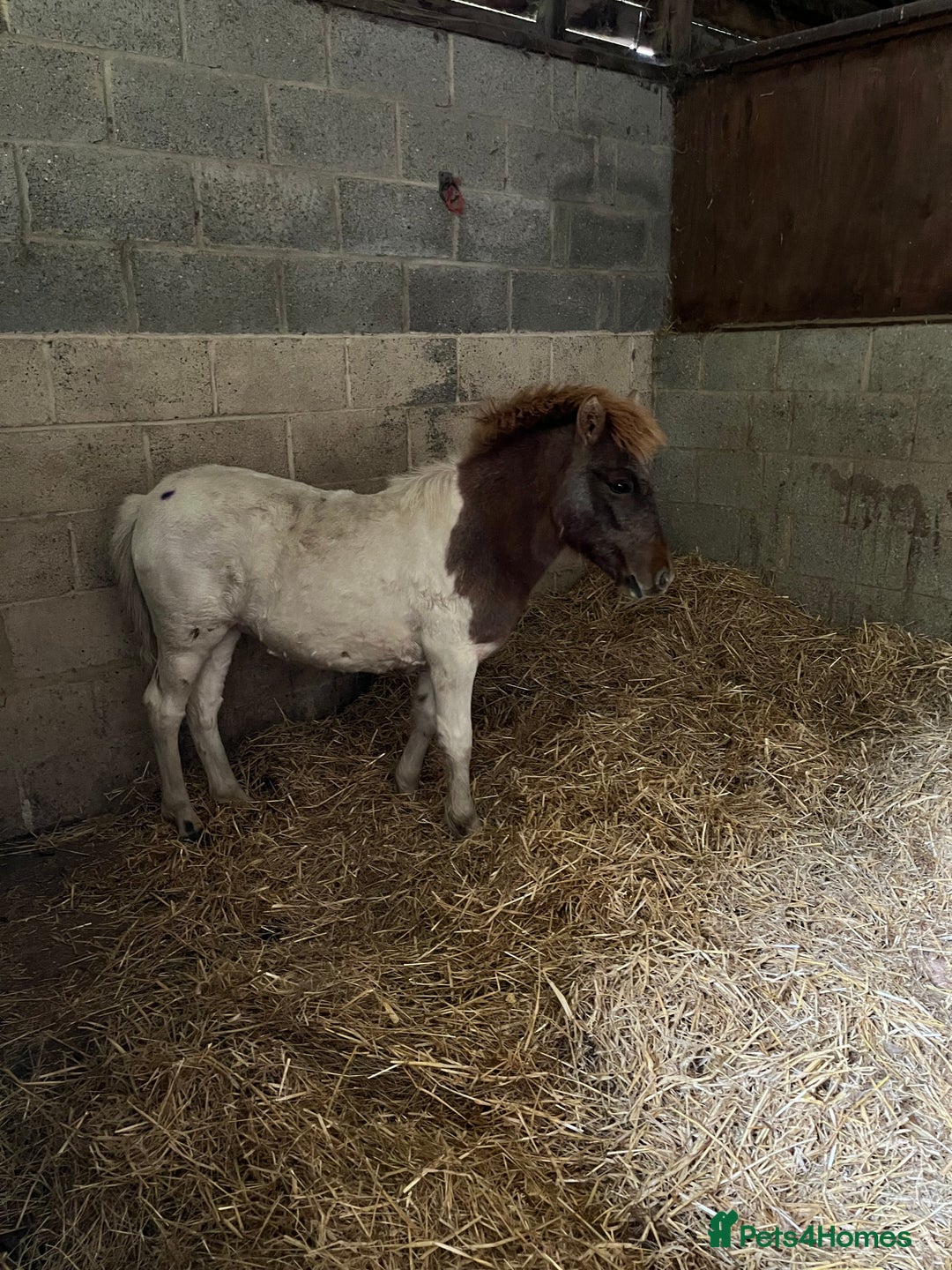 Shetland pony horses for sale: Part shetland - Advert 4