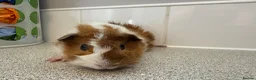 Guinea Pig rodents for sale: Gorgeous piggie ready for new home  - Advert 5